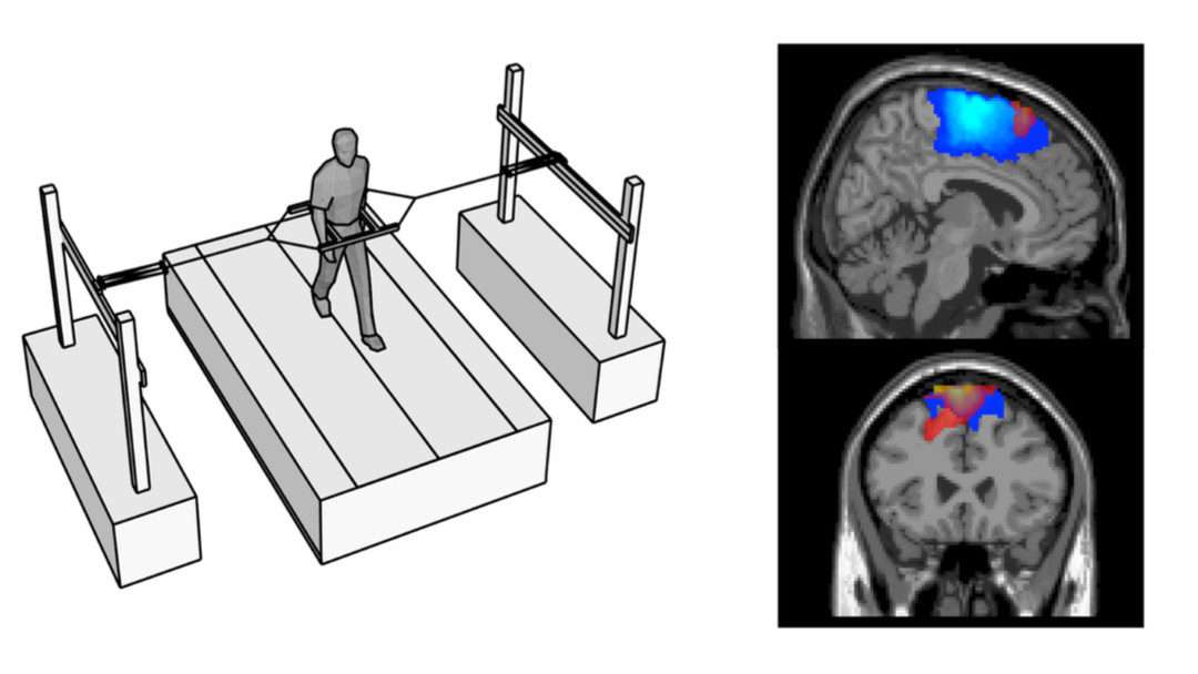 Stability of Gait