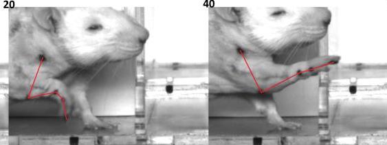 Neuromechanical responses to stroke in the rat