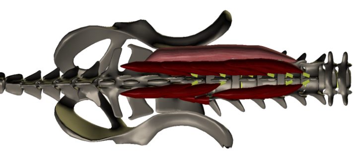Musculoskeletal system