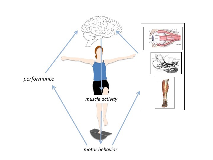 Neuromechanics Home Neuromechanics Human Movement Sciences